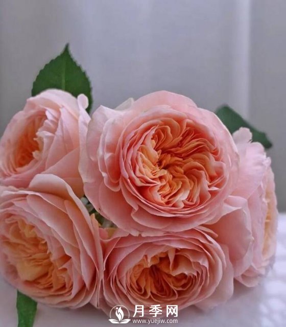 朱丽叶月季开花如此惊艳，千万不要低估了它的美！(图2)