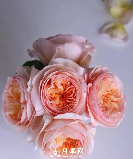 朱丽叶月季开花如此惊艳，千万不要低估了它的美！(图1)