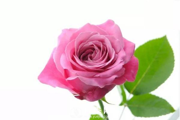 愿得一人心,白首不相离 这样的月季你喜欢吗(图1) 愿得一人心白首不相离,荷兰Lex四系列月季品种推荐(图1)