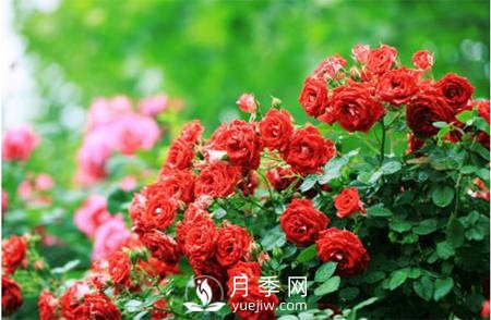 月季“黑白红”病害简单防治 看过来(图1)