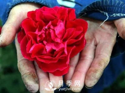 美丽乡村种下玫瑰 开出致富花(图2)