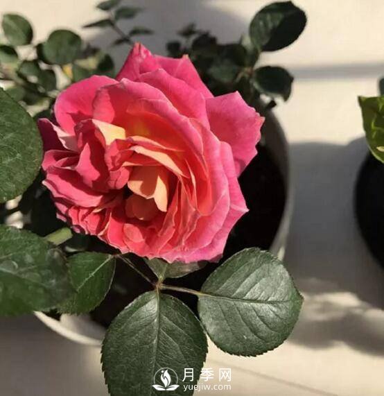 月季花就要这么嫁接 能给你家种满花(图3)