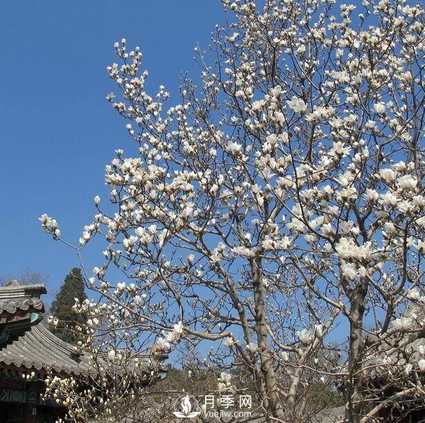 乔木灌木区别及常见乔木灌木名字(图2)