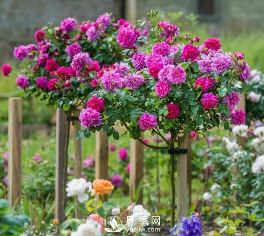 树状月季 月季树 想花开爆 要放大招(图1)