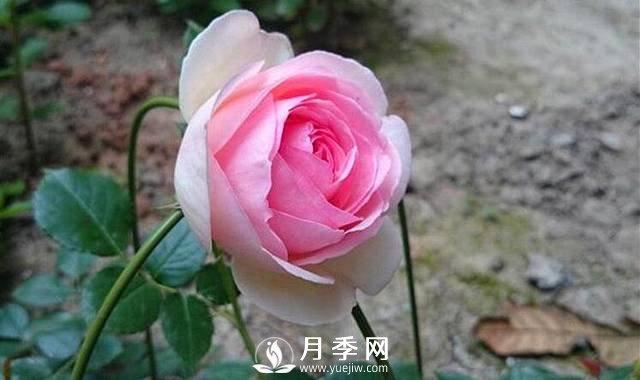 扦插月季的最佳时间(图1)