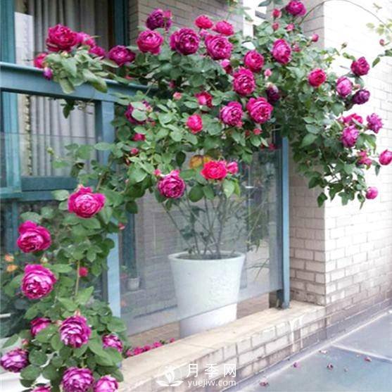 老花农手把手教你打造月季花墙 花开满园 浪漫无比(图2)