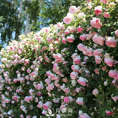 老花农手把手教你打造月季花墙 花开满园 浪漫无比(图3)