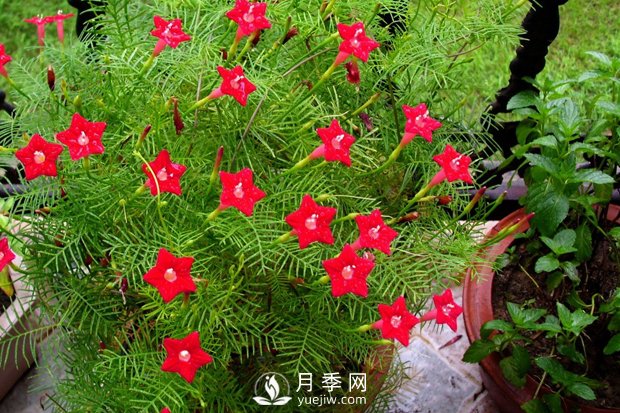 除了爬藤月季,还有适合新手栽种的三种爬藤花卉(图1) 除了爬藤月季,还有适合新手栽种的三种爬藤花卉(图1)