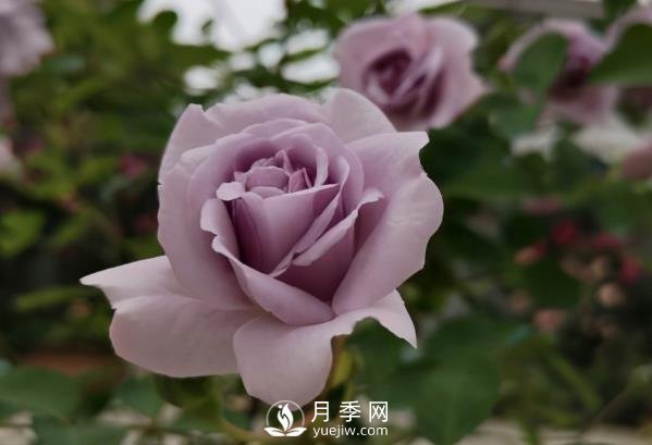 三月换盆后的月季枯萎了怎么办?救回一招(图1) 三月换盆后的月季苗枯萎了怎么办?(图1)