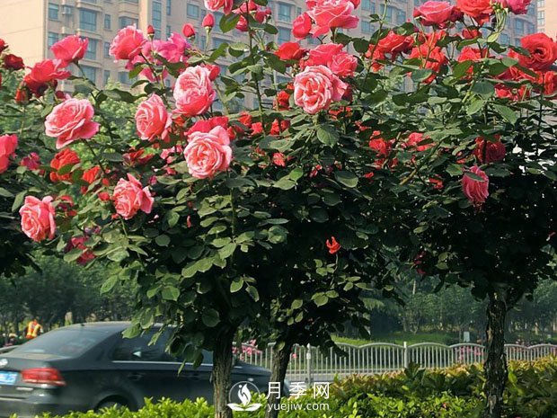 树状月季为何开花少？养分缺乏或失衡只是其一(图1)