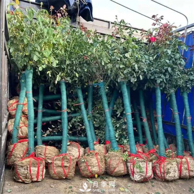 园林绿化中大规格苗木的移栽种植(图1)