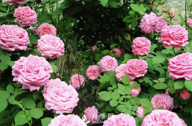 怎样使月季每月都开花？日照一定要长(图1)