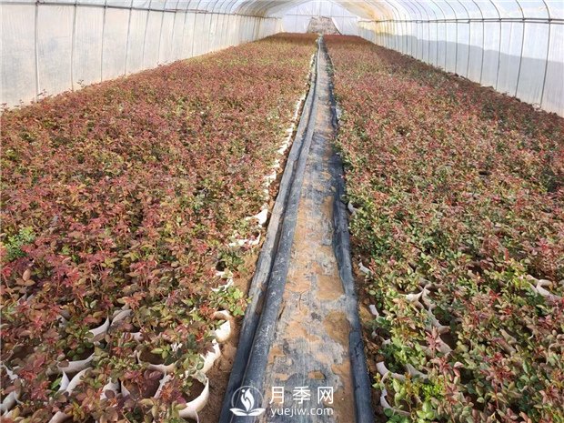 新培育月季树苗的办法(图1)