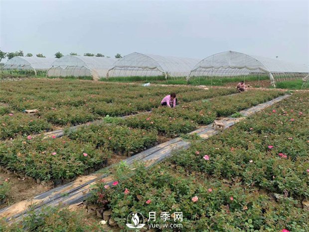 月季树大棚培养技能(图1)