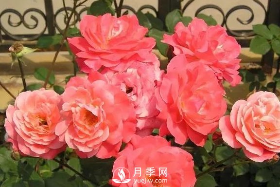 4月养月季需要4点，避免畸形，养出漂亮的月季花(图2)