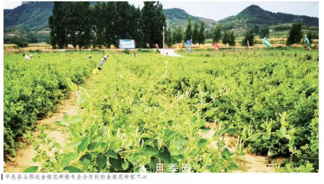 平邑县范学明把金银花变成乡亲致富的“金疙瘩”(图1)