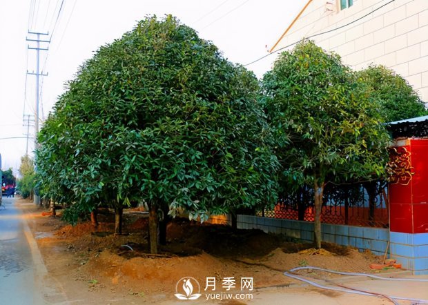 春季桂花移栽修剪有诀窍，苗场老农亲传经验(图1)