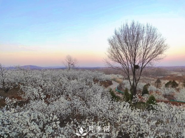 南阳美景：闻香赏花 莫负春光(图1)