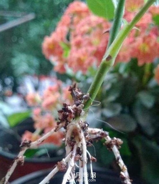 1种“酸”泡2小时,月季扦插生根快,白根长10厘米,生根13条(图6) 1种酸泡2小时,月季扦插生根快,白根长10厘米,生根13条(图6)