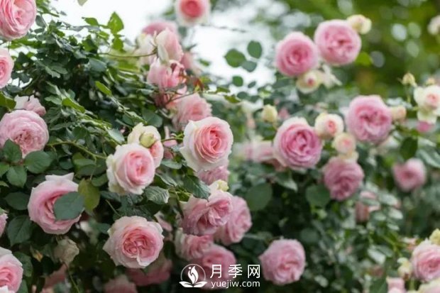 藤本月季轻松复花指南(图1)