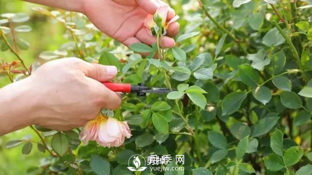 藤本月季轻松复花指南(图2)