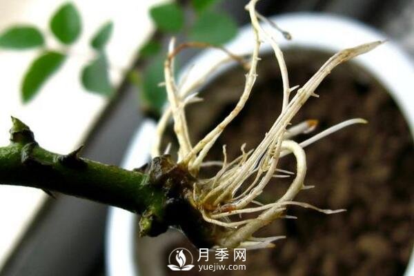 月季的扦插方法，4步完成南阳月季的扦插(图3)