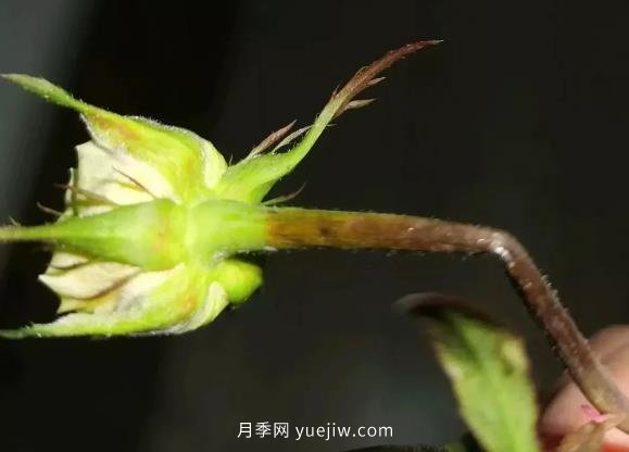 月季嫩枝花苞变弯，可能是茎蜂虫害来了(图1)