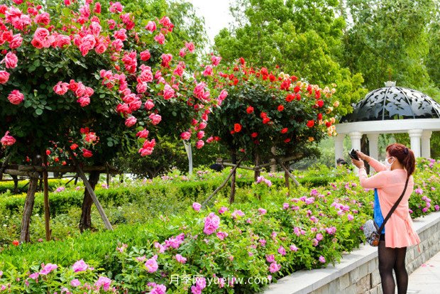 日渐火热的“漂亮异树”，你知道树状月季吗？(图2)