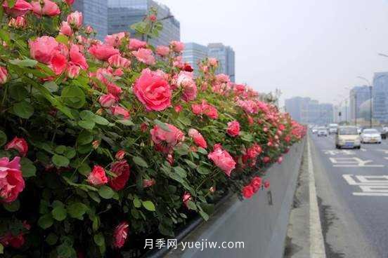 132万株高架月季陆续绽放 杭州迎来“月季时间”(图1)