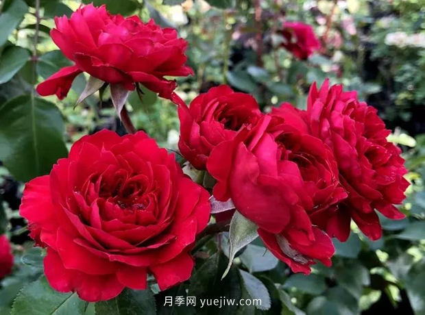 12个藤本月季品种推荐，造型适合月季花柱和拱门(图4)