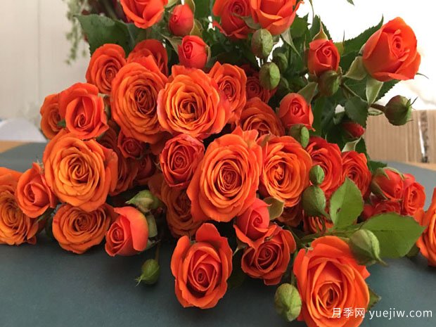 橙色芭比月季/橙色宝石月季(图2)