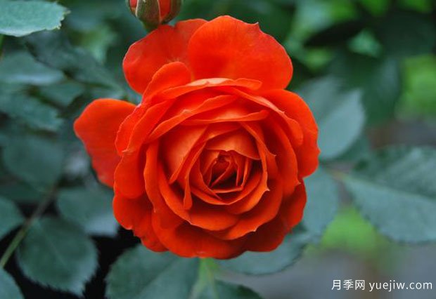 橙色芭比月季/橙色宝石月季(图3)