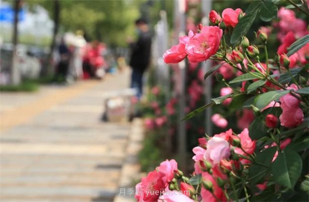 江西南昌：市花归来锦绣春 洪城新貌月季香(图1)