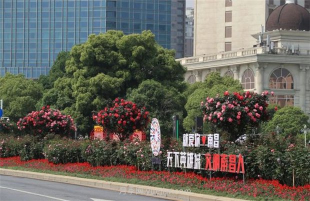 江西南昌：市花归来锦绣春 洪城新貌月季香(图3)
