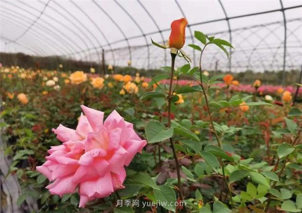 再等等盛花期,南阳现在赏月季为时还早(图2) 再等等盛花期,南阳现在赏月季为时还早(图2)