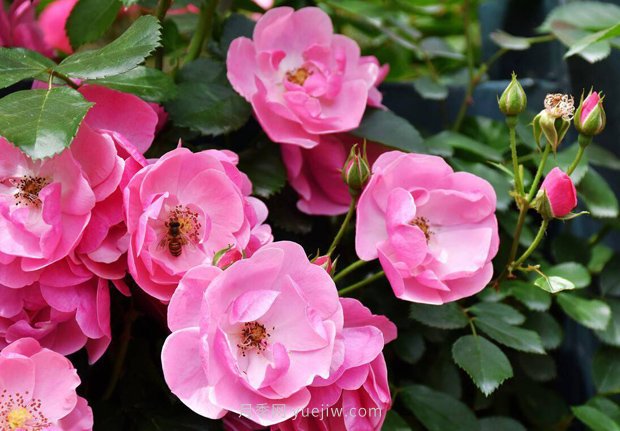 推荐4个适合新花友种植的藤本月季品种，长势强劲开花量大(图1)