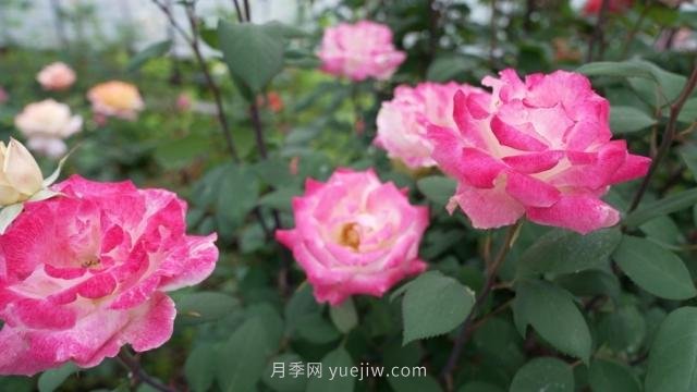 杭州满城月季绽放,惊艳背后有他功劳(图1) 杭州满城月季绽放,惊艳背后有他功劳(图1)