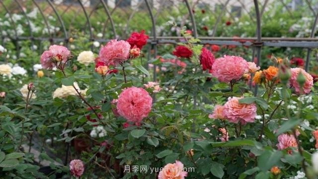 杭州满城月季绽放,惊艳背后有他功劳(图2) 杭州满城月季绽放,惊艳背后有他功劳(图2)