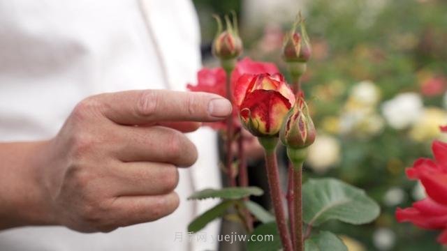 杭州满城月季绽放,惊艳背后有他功劳(图3) 杭州满城月季绽放,惊艳背后有他功劳(图3)