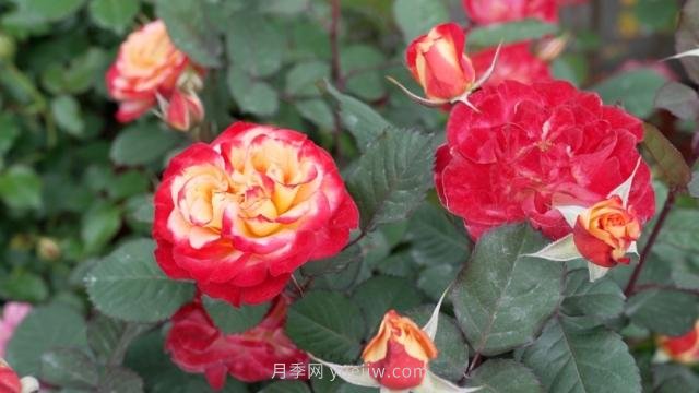 杭州满城月季绽放,惊艳背后有他功劳(图5) 杭州满城月季绽放,惊艳背后有他功劳(图5)