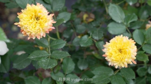 杭州满城月季绽放,惊艳背后有他功劳(图6) 杭州满城月季绽放,惊艳背后有他功劳(图6)