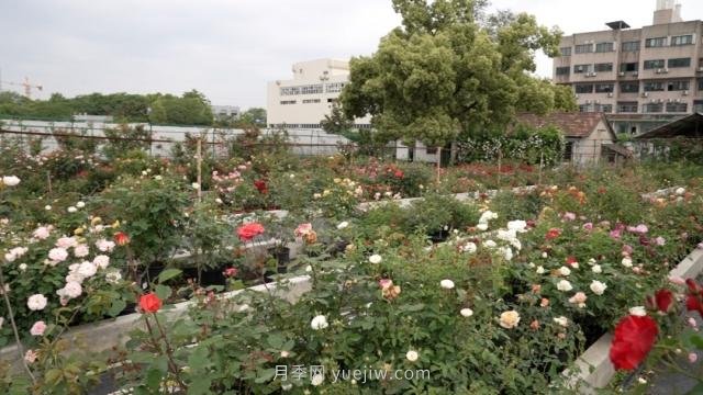 杭州满城月季绽放,惊艳背后有他功劳(图7) 杭州满城月季绽放,惊艳背后有他功劳(图7)