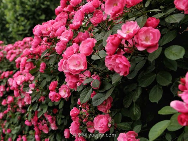 爬藤月季著名的品种有哪些吗?(图1) 爬藤月季著名的品种有哪些吗?(图1)