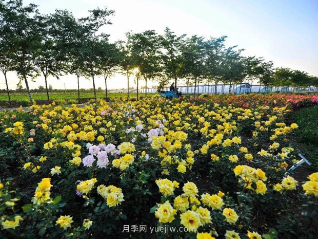 {dede:field.title/} 南阳微型月季如何栽培管理吗?(图1)