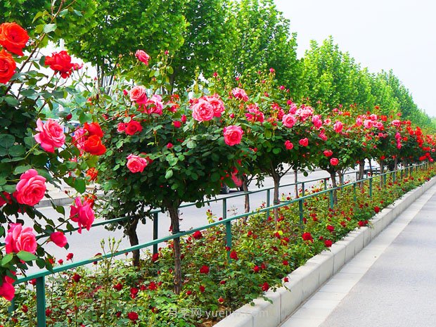 树状月季花在成长过程中应该如何修剪?(图1) 树状月季花在成长过程中应该如何修剪?(图1)