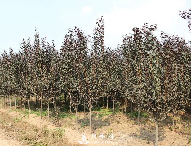 紫叶李苗木(图1)