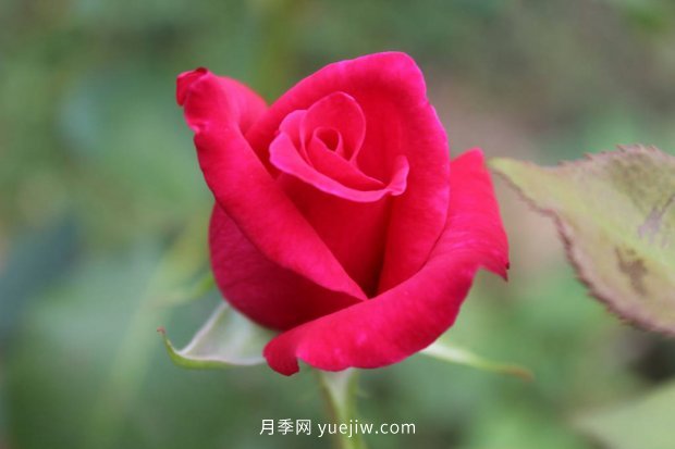 月季 推荐17个中国古老月季品种,比肩欧月好看的国月(图13)