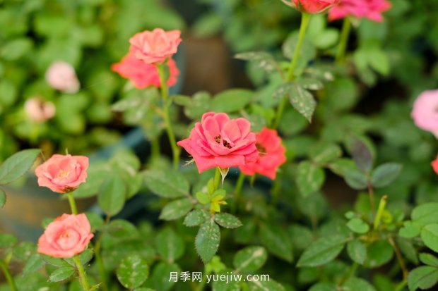 月季 推荐17个中国古老月季品种,比肩欧月好看的国月(图4)