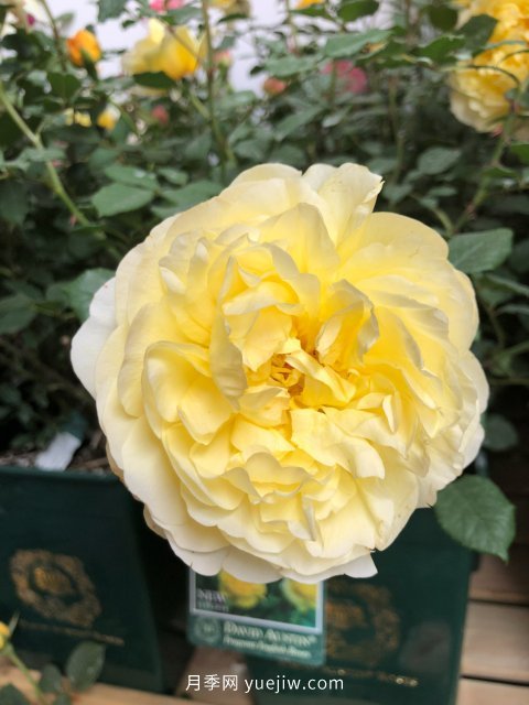 月季 推荐17个中国古老月季品种,比肩欧月好看的国月(图10)