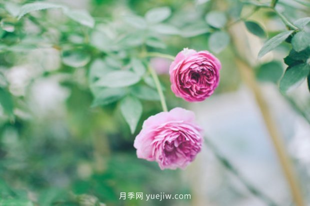 月季 推荐17个中国古老月季品种,比肩欧月好看的国月(图8)